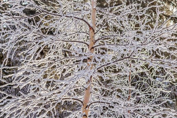 Alaska Frost-covered tree limbs